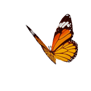 butterfly